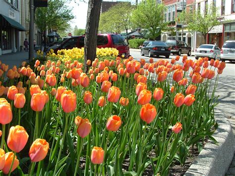 Check spelling or type a new query. Tulip Time in Holland, Michigan