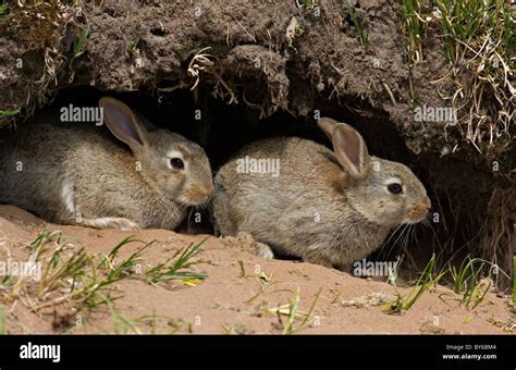 Rabbit Warren Hi Res Stock Photography And Images Alamy