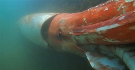 Giant Squid Elusive Creature Of The Deep Gets A Vivid Close Up The