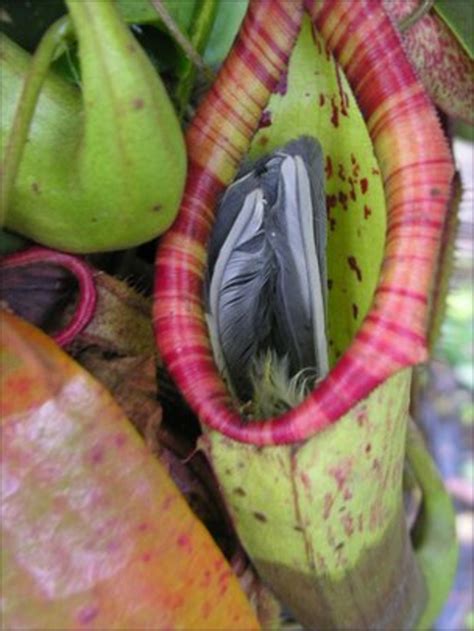 Killer Plant Eats Great Tit At Somerset Nursery Bbc News