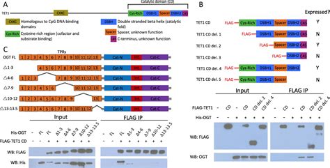 Figures And Data In Ogt Binds A Conserved C Terminal Domain Of Tet1 To