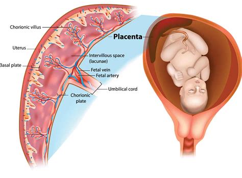 Ask Dr John Esq What Is A Retained Placenta Diller Law Personal