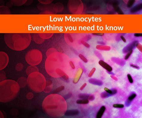 Low Monocytes Symptoms Causes Treatment Diet