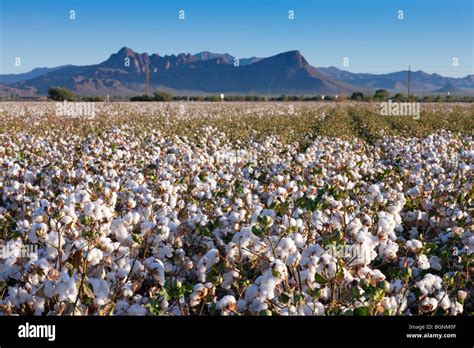 Cotton Fields North Of The Tucson Valley In Arizona Stock Photo Alamy