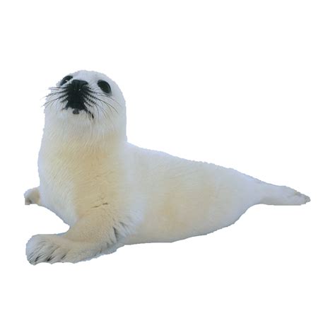 Harp Seal Png Images Transparent Hd Photo Clipart In 2022 Photo
