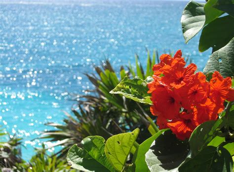 Flower At Beach Free Photo Download Freeimages