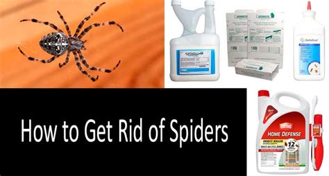 How To Get Rid Of Spiders Top 10 Spider Treatment Products In 2022
