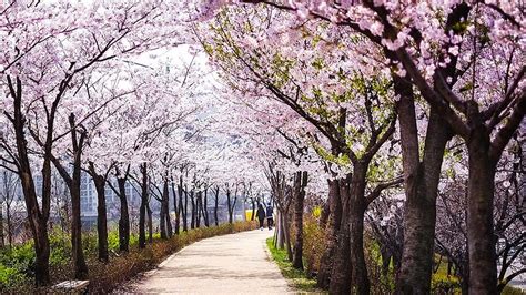 Waktu terbaik melihat sakura di jeju island. Fenomena Sakura Malaysia, Versi Kuala Terengganu ...