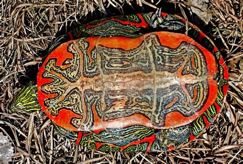 Western Painted Turtle Chrysemys Picta Bellii Species Information Page