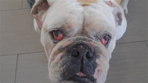 What Causes Cherry Eye In French Bulldogs