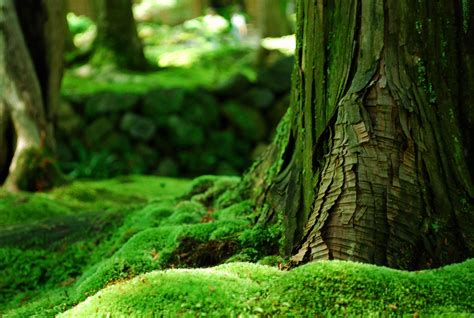 Forest Moss Wallpapers Wallpaper Cave