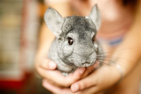 They are made when oat groats are dehusked, steamed and the reasons why you shouldn't do it are the same reasons why you shouldn't give it oatmeal. Chinchillas, What They Eat?