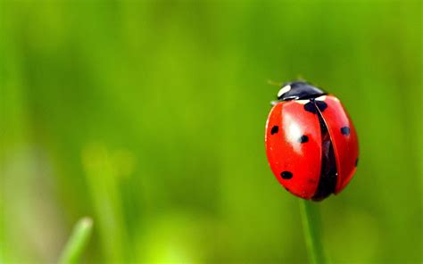 6 Spotted Red Ladybug In Close Up Photography Hd Wallpaper Wallpaper