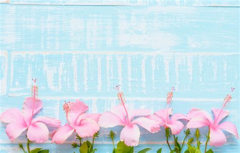 Free Download 80 Wallpaper Pink Flowers Blue Terbaru Hd