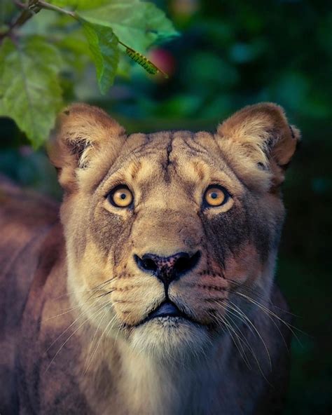 25 Great Photos Of Lions From The Famous Predator Photographer Simon