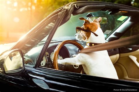 Do I Need To Get Special Dog Car Seats For My Pets Ask The Car Expert