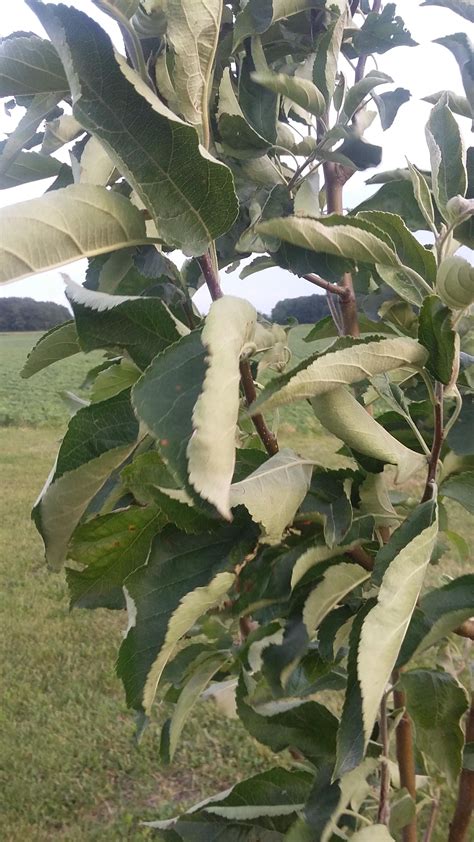Apple Tree Leaves Curling Lani Pritchard