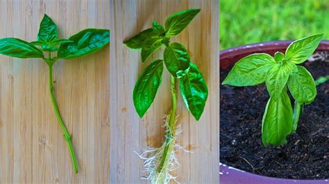 How To Grow Basil From A Cutting Root And Propagate Basil In Water