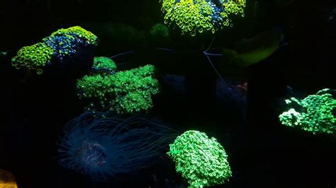 La Fluorescencia De Los Corales Youtube