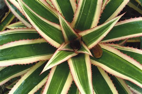 Red Pineapple Bromeliad Ananas Comosus Photograph By Gerry Ellis