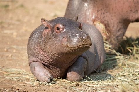 Baby Hippo Name Reveal Cmzoo