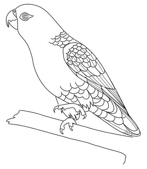 Pencil Sketches And Drawings How To Draw A Parrot