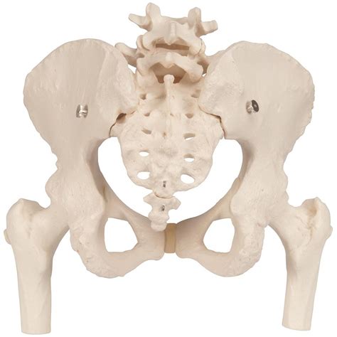 Pelvic Anatomy Female Axis Scientific Anatomy Model Of Female Pelvis