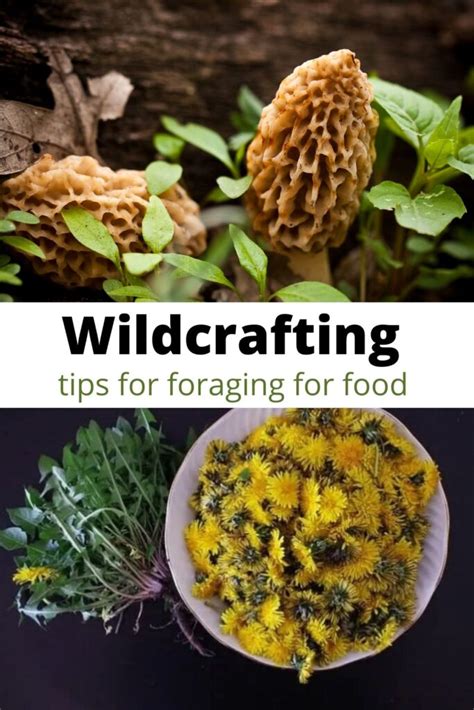 Wildcrafting Tips Foraging For Food In The Wild