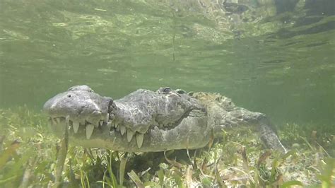Mexico Banco Chinchorro Snorkeling With Crocodiles Youtube