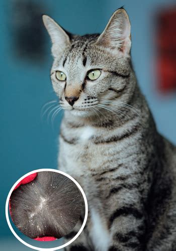 9 Simple Solutions How To Control Cat Dandruff Care Tips
