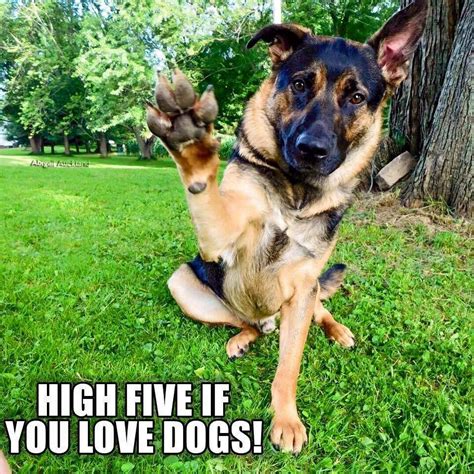 Funny Dogs Cute Dogs Funny Animals Cute Animals Funny Memes Baby