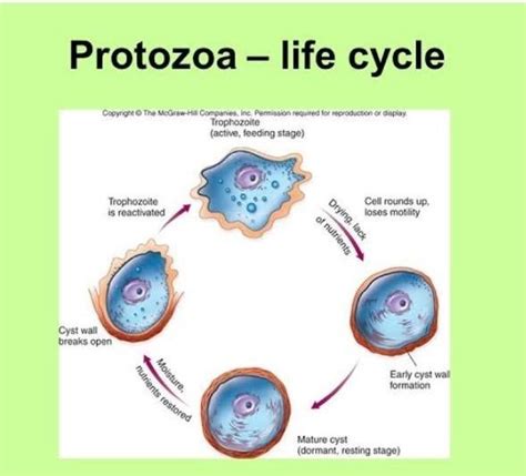 what is protozoa life cycle