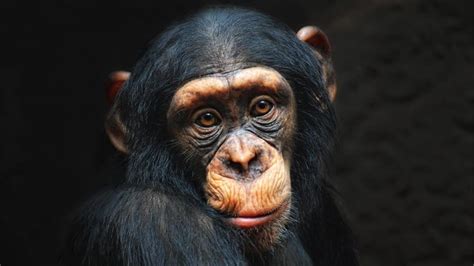 10 Curiosidades De Los Monos Para Contarles A Los Niños Madres Hoy