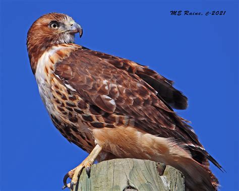 Magnificent Red Tailed Hawk The Meadowlands Nature Blog