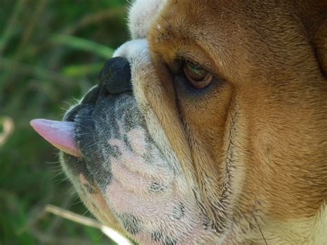 Maybe you would like to learn more about one of these? cute bulldog, bulldog sticking tongue out | Bulldog, Cute ...