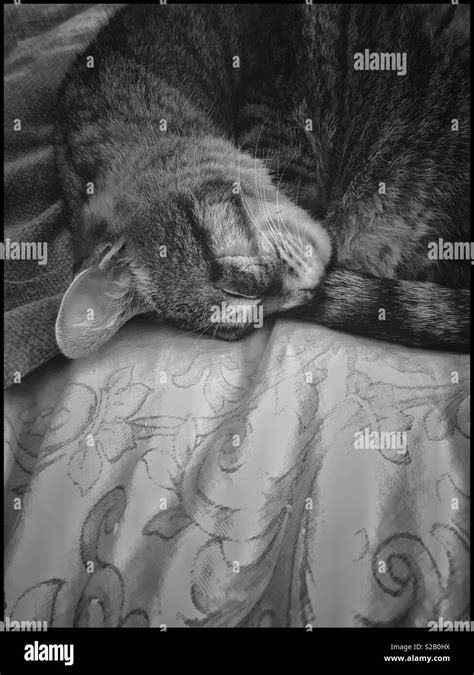 Cat Sleeping On Bed Stock Photo Alamy