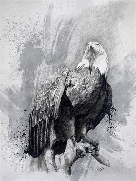 Bald Eagle Drawing Drawing By Steve Goad