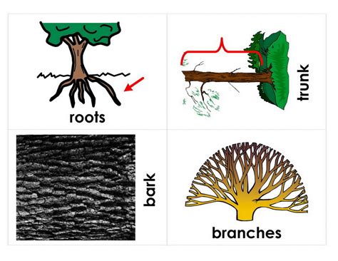 English For Kid How Trees Grow Basic Tree Vocabulary Visuals
