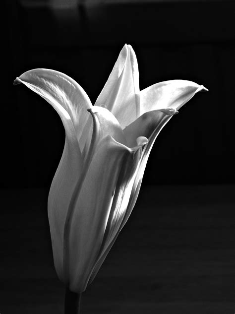 Ingyenes Képek Virág Fekete és Fehér Monokróm Fényképezés Növény
