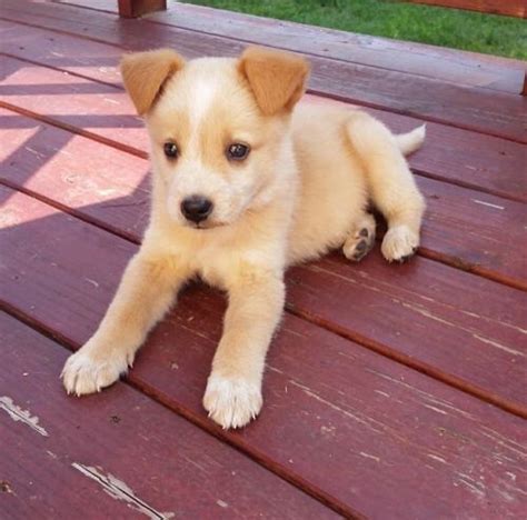 The Cutest Husky Mix Puppy Youve Ever Seen Is Up For Adoption Sweet