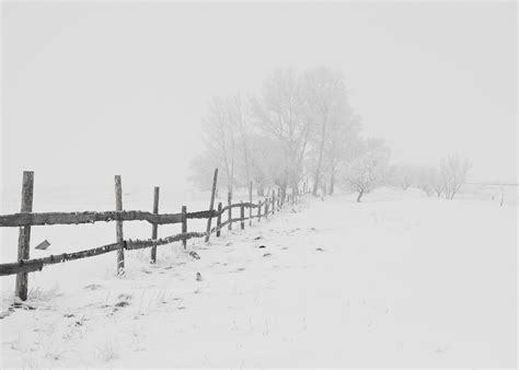 Free Images Nature Branch Snow Black And White Sky