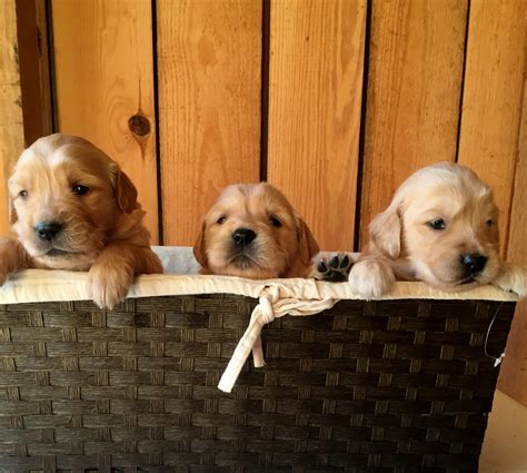 The search tool above returns a list of breeders located nearest to the zip or postal code you enter. Goldendoodles, Golden Retrievers, | Arkansas | Timber Mountain Doodles