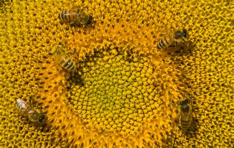 62812910 Sunflowers And Bees Integral Nursing Solutions