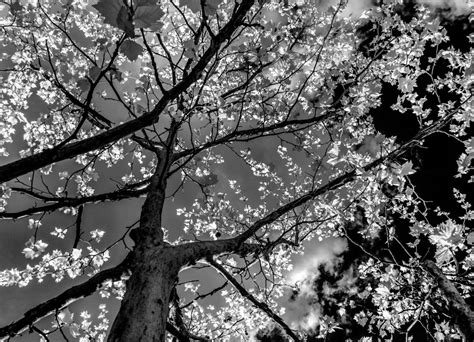 Vector orchid floral botanical flowers. Free Images : tree, branch, black and white, sunlight ...