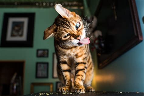 Creative Photographer Shares Photos Of Cats High On Catnip And The