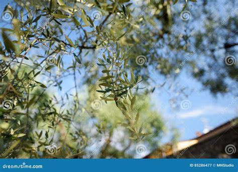 Close Up Of Beautiful Olive Tree Branch With Tiny Olive Stock Image