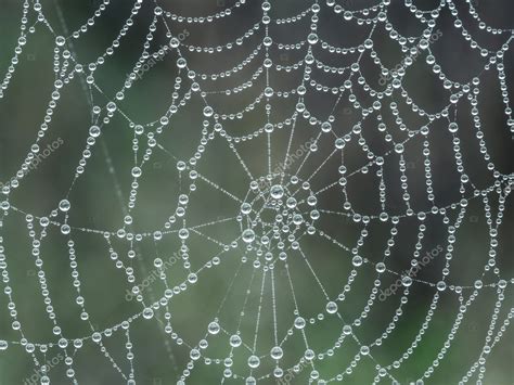 Spider Web With Morning Dew Stock Photo By ©pryzmat 125048594