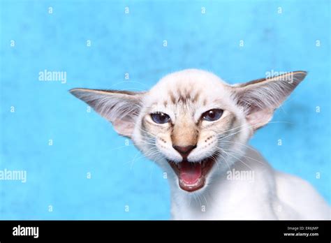 Hissing Balinese Cat Stock Photo Alamy