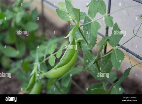 Sugar Snap Pea Plant In Vegetable Garden Stock Photo Alamy