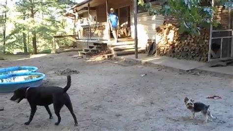 7 Crazy Dogs Running Chasing Playing Barking Fun And Cute